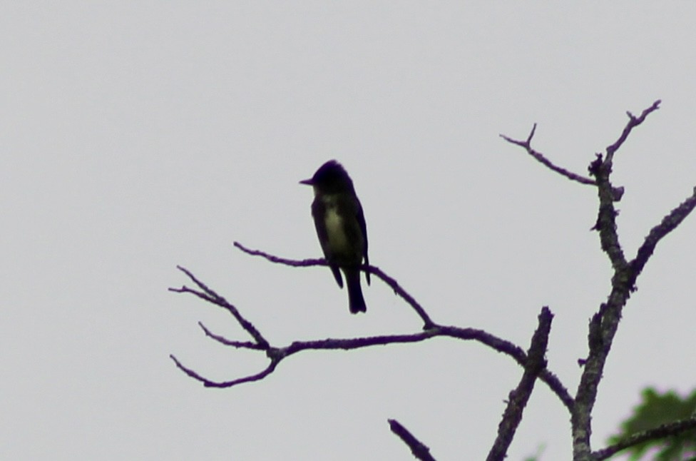 Olive-sided Flycatcher - ML608995598