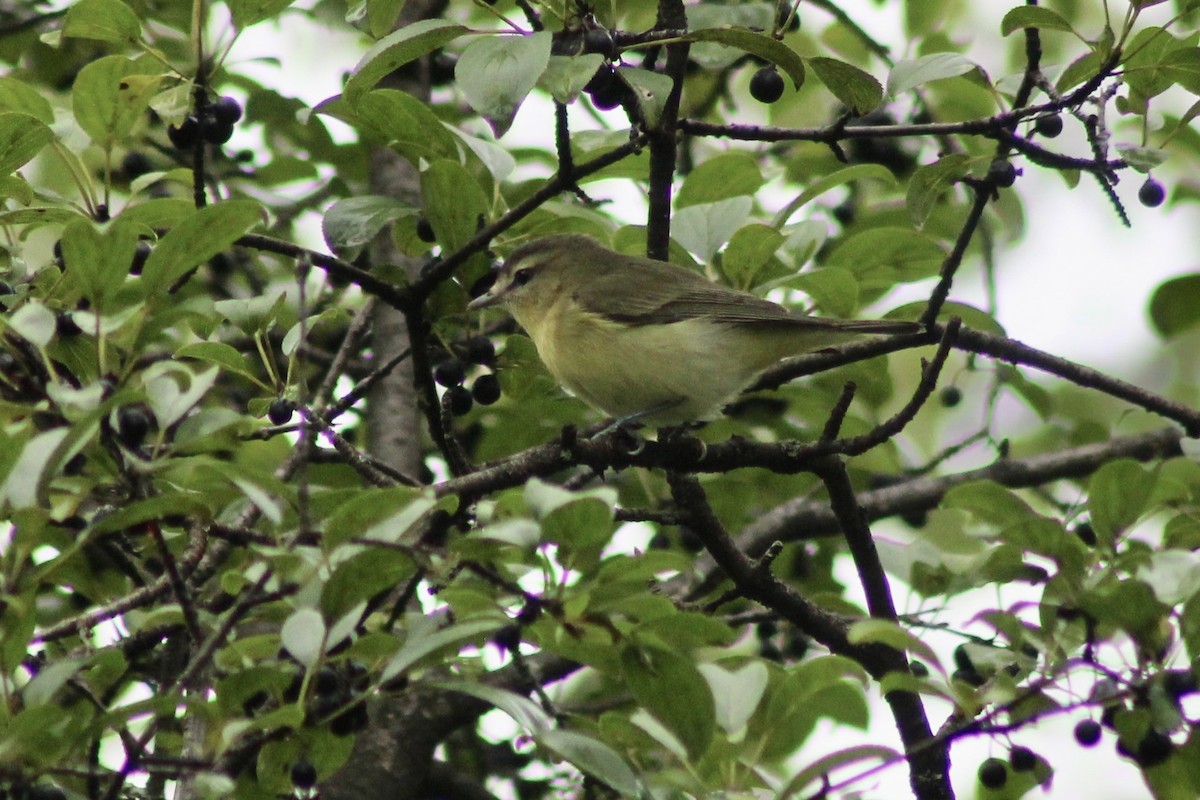 Philadelphia Vireo - Ryan Hamilton