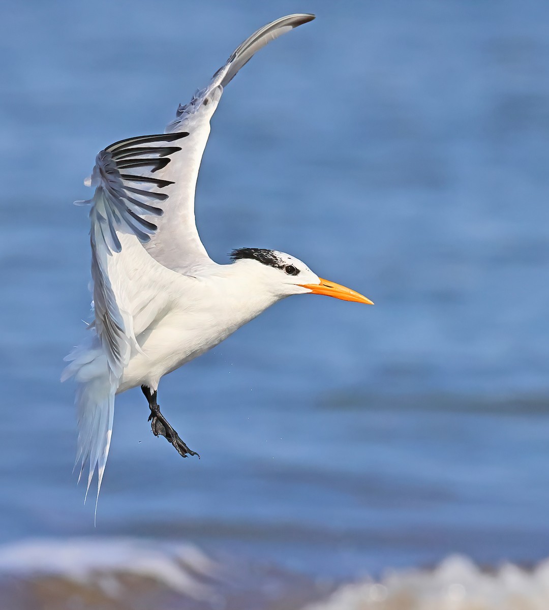 Royal Tern - Greg Homel