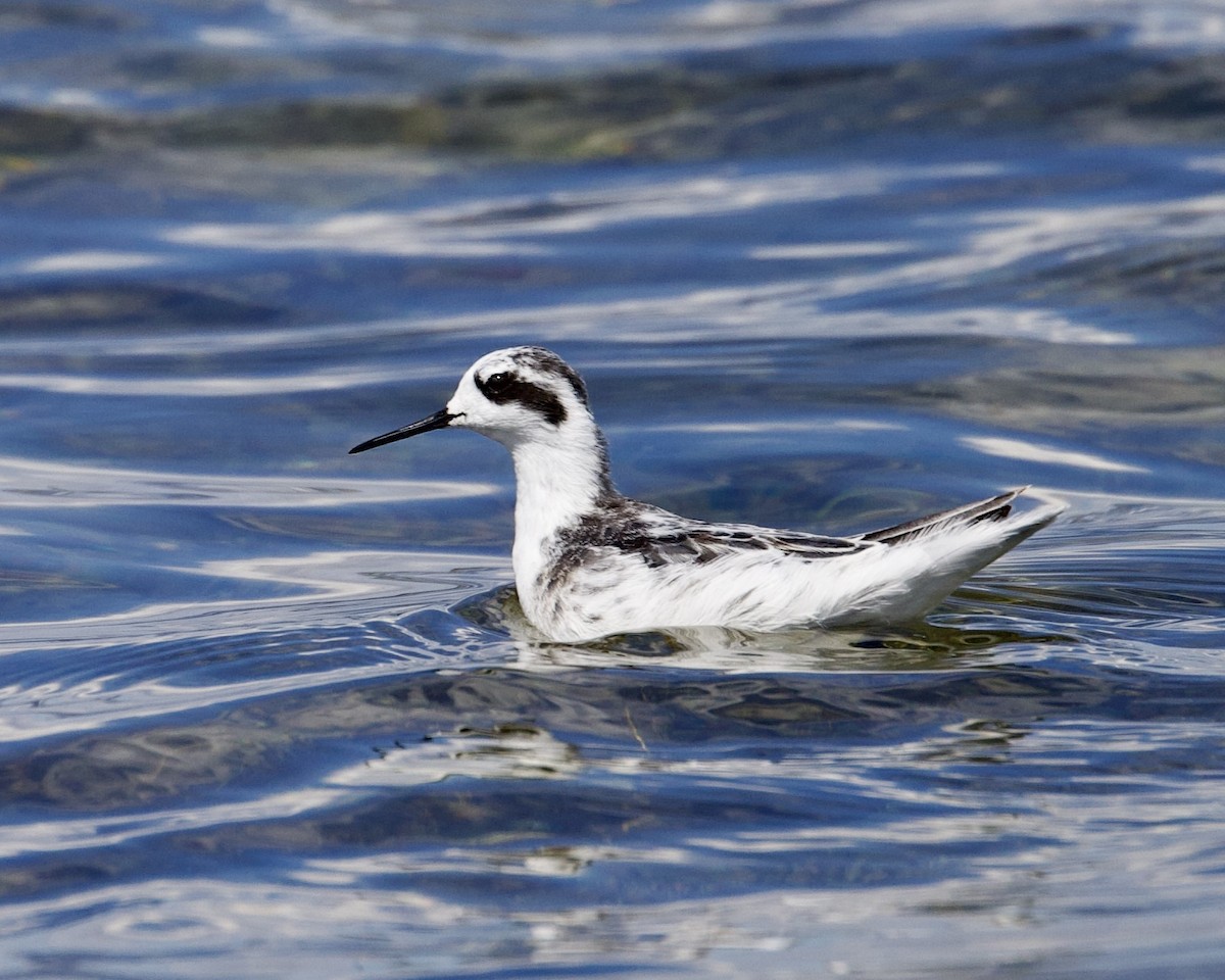 Red-necked Phalarope - ML608995625