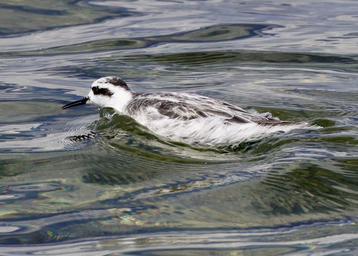 Phalarope à bec étroit - ML608995640