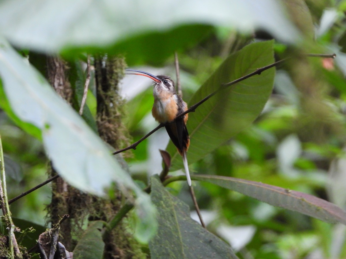 Tawny-bellied Hermit - ML608995645