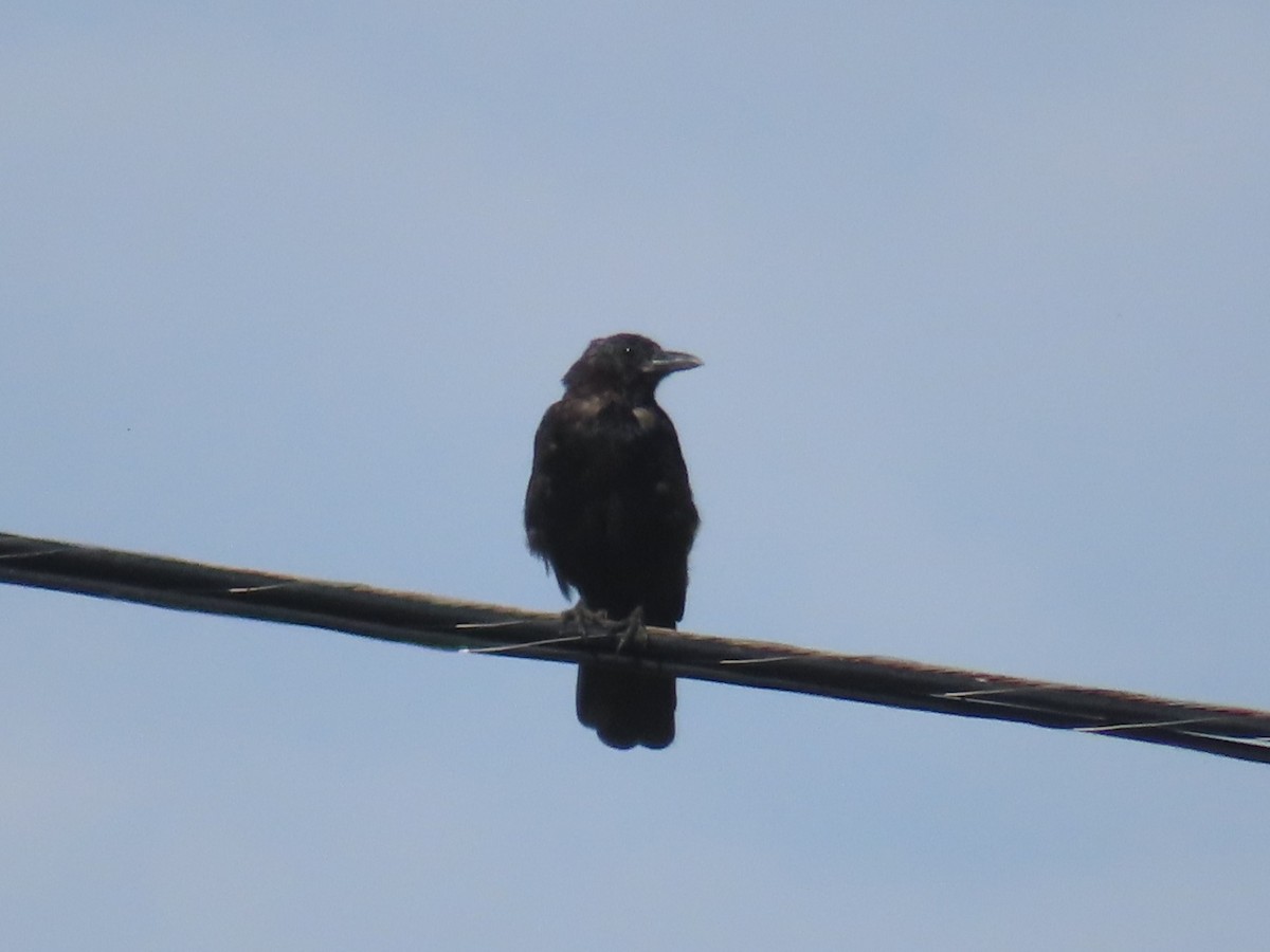 American Crow - ML608995648