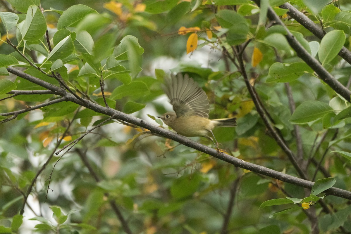 Ruby-crowned Kinglet - David Broska