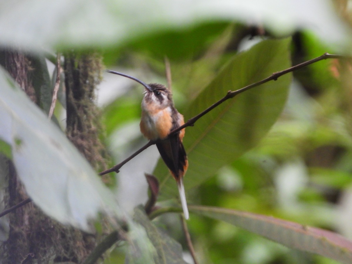 Tawny-bellied Hermit - Danilo Góngora