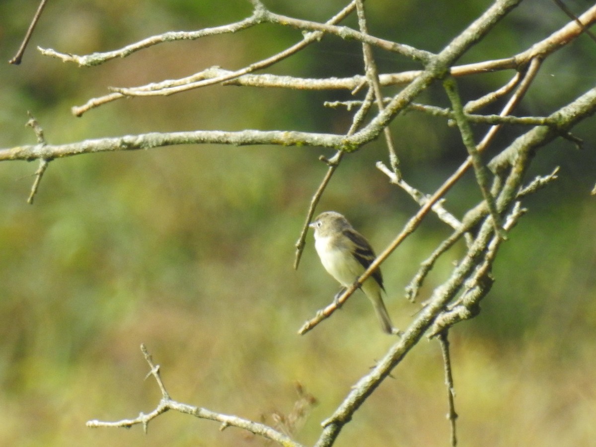 Least Flycatcher - ML608995705