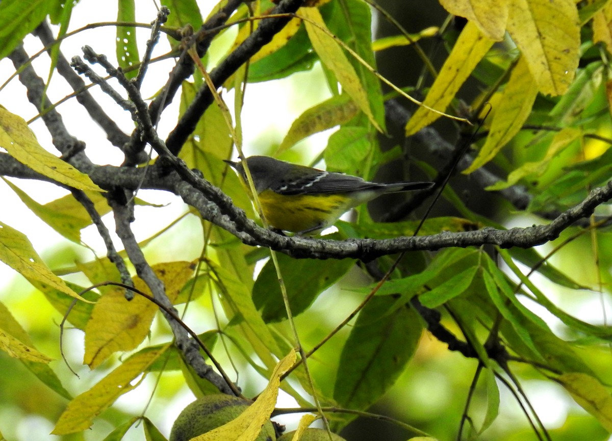 Magnolia Warbler - ML608995844