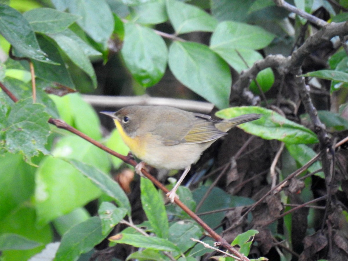 Common Yellowthroat - ML608995911