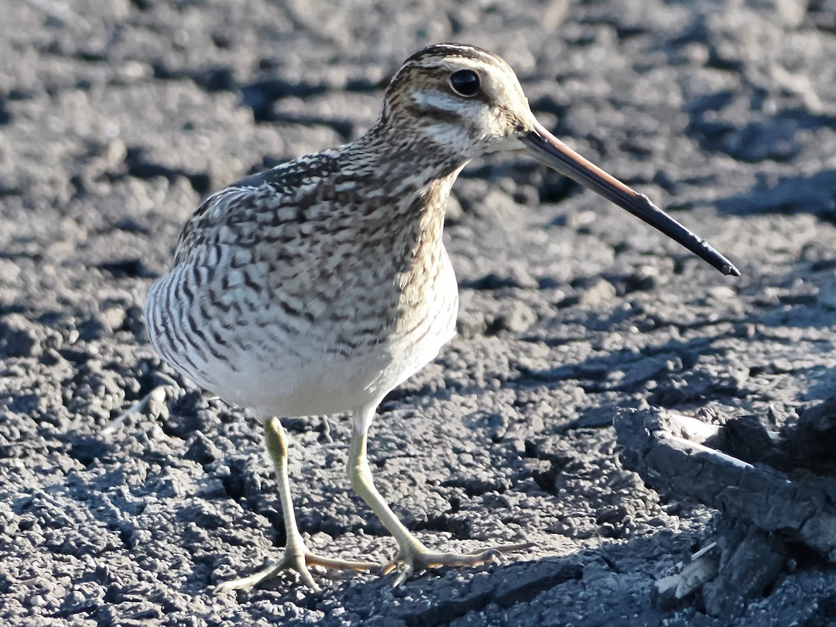 Wilson's Snipe - John Felton