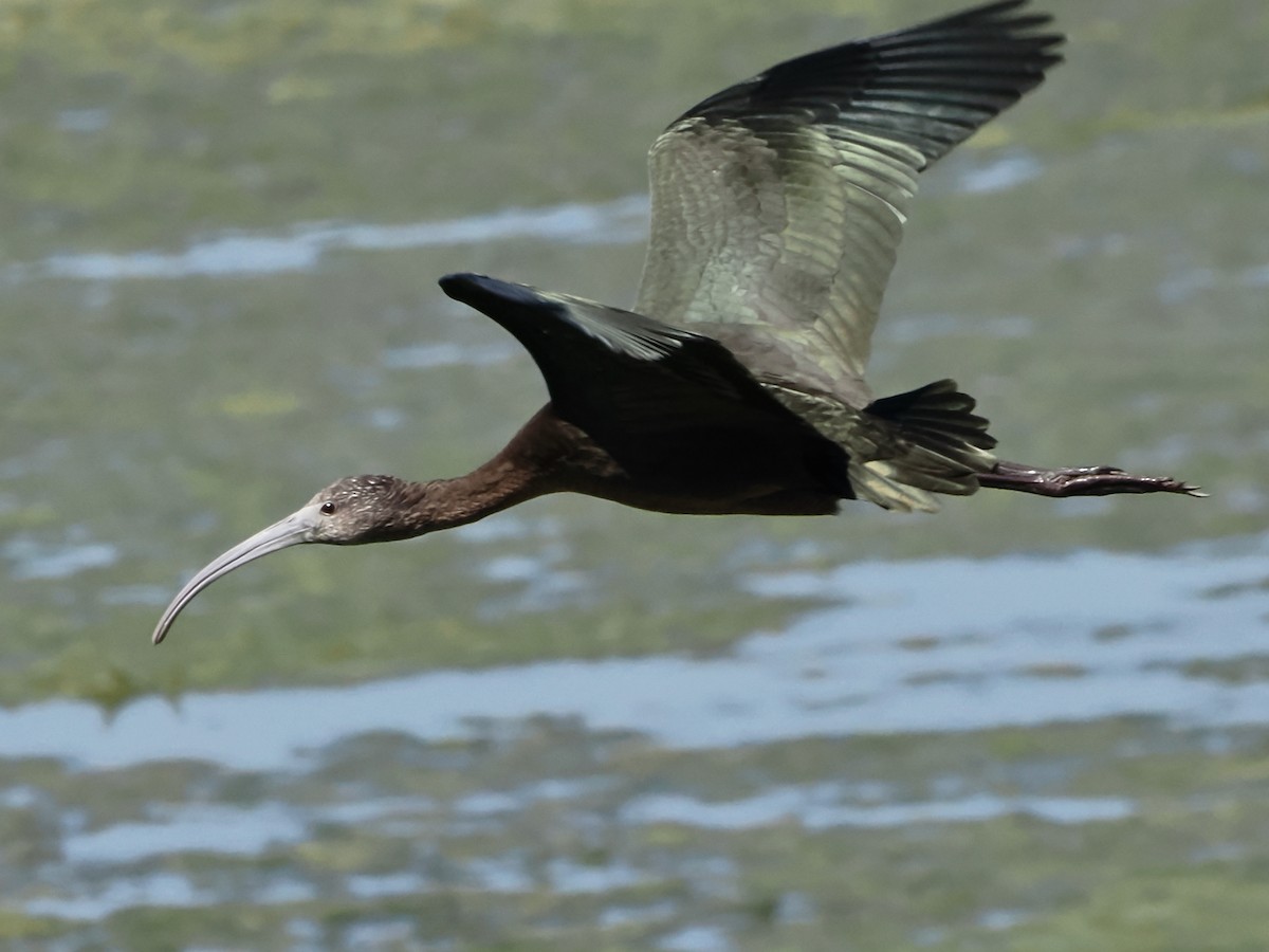 ibis americký - ML608995962