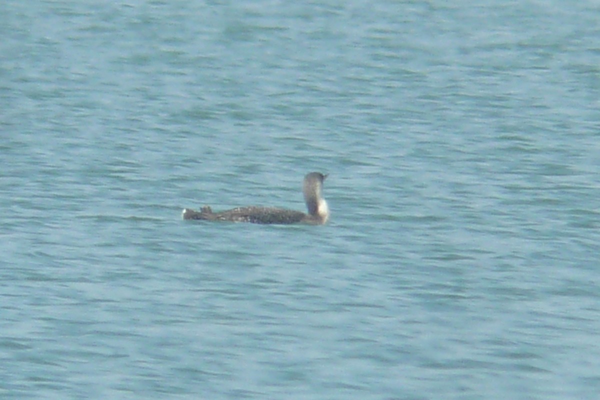 Red-throated Loon - ML608995965
