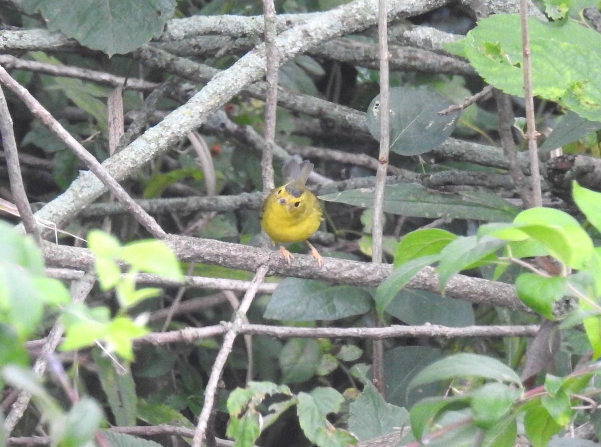 Wilson's Warbler - ML608995993