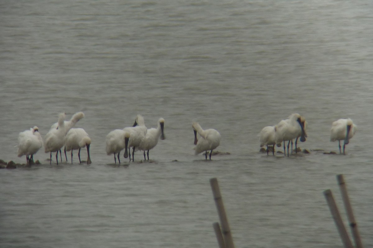 Black-faced Spoonbill - ML608995999