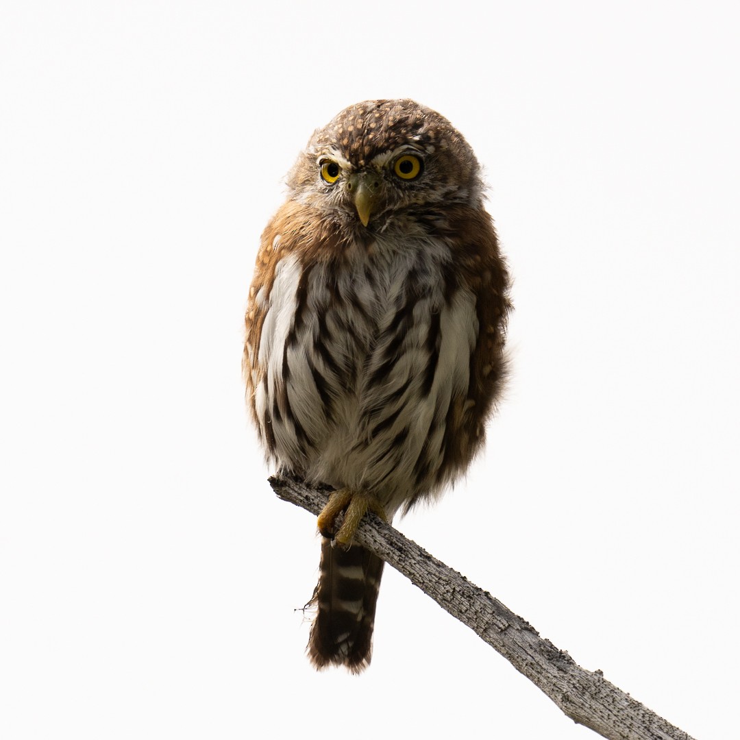 Northern Pygmy-Owl - Steve Knapp