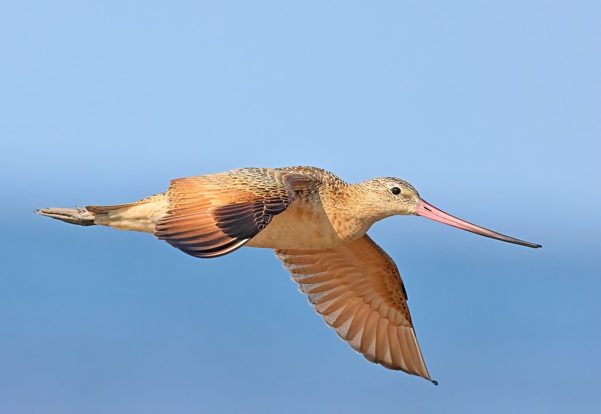 Marbled Godwit - Greg Homel