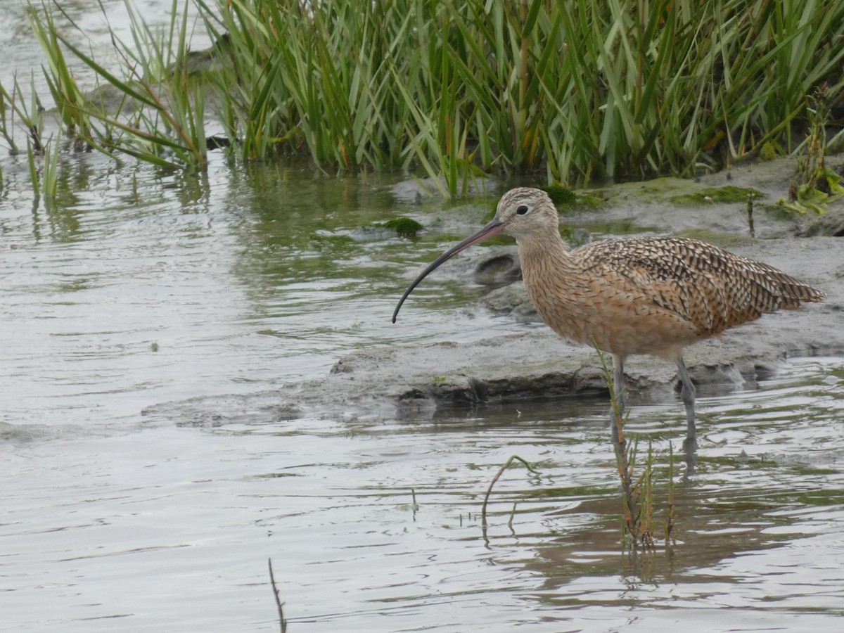 Long-billed Curlew - ML608996089