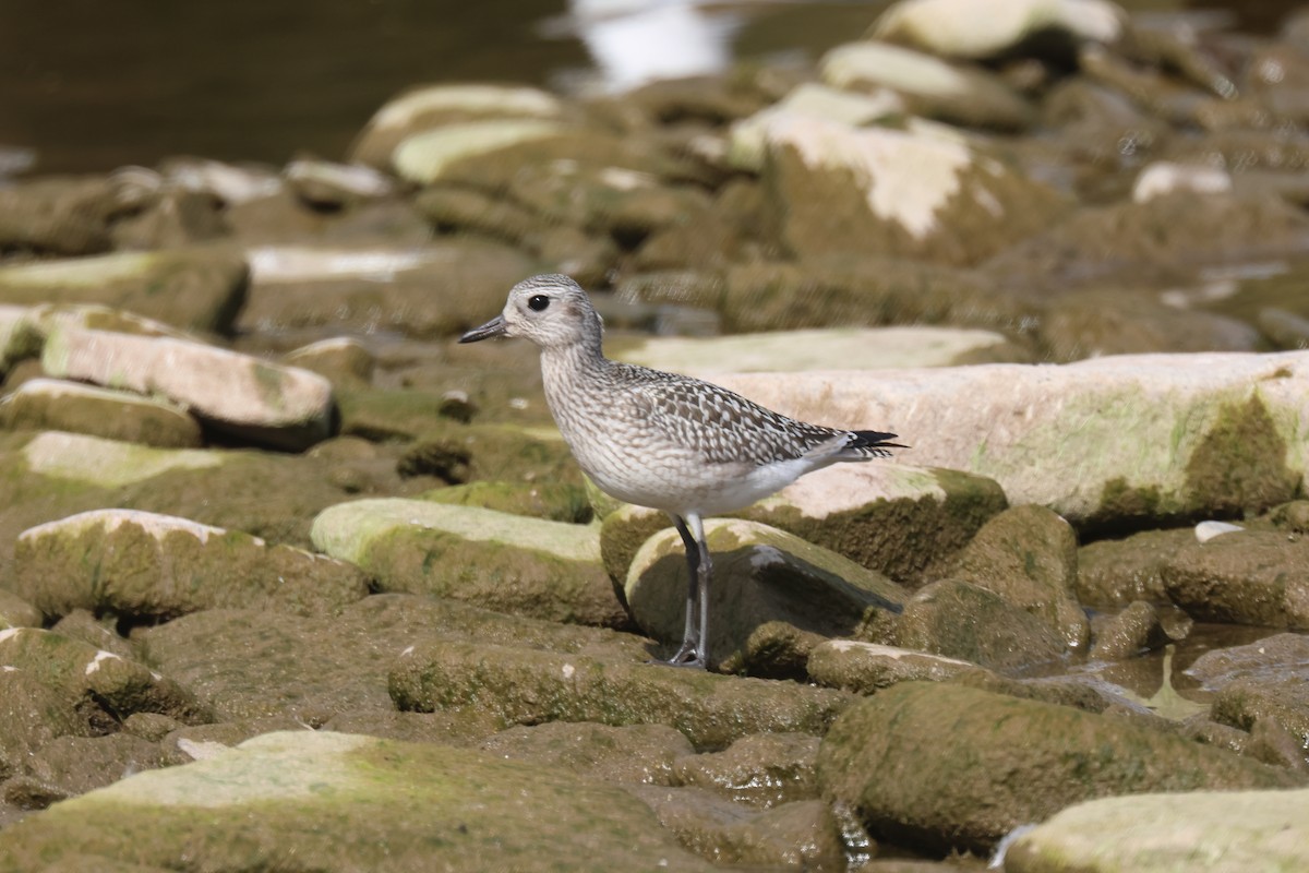 Black-bellied Plover - ML608996110