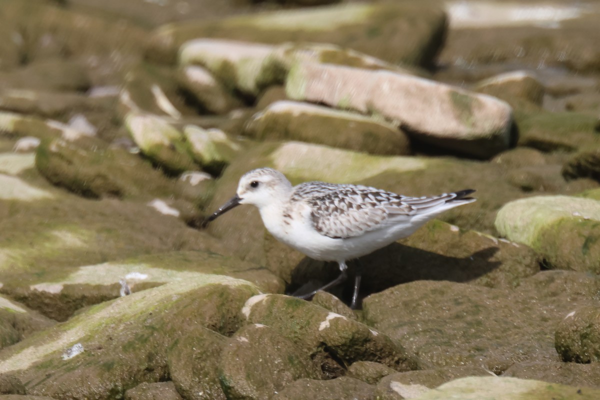 Sanderling - ML608996127