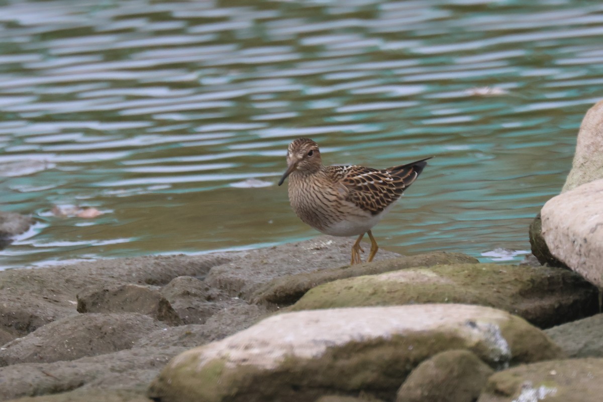 Pectoral Sandpiper - ML608996145