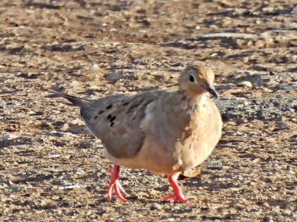 Mourning Dove - ML608996189