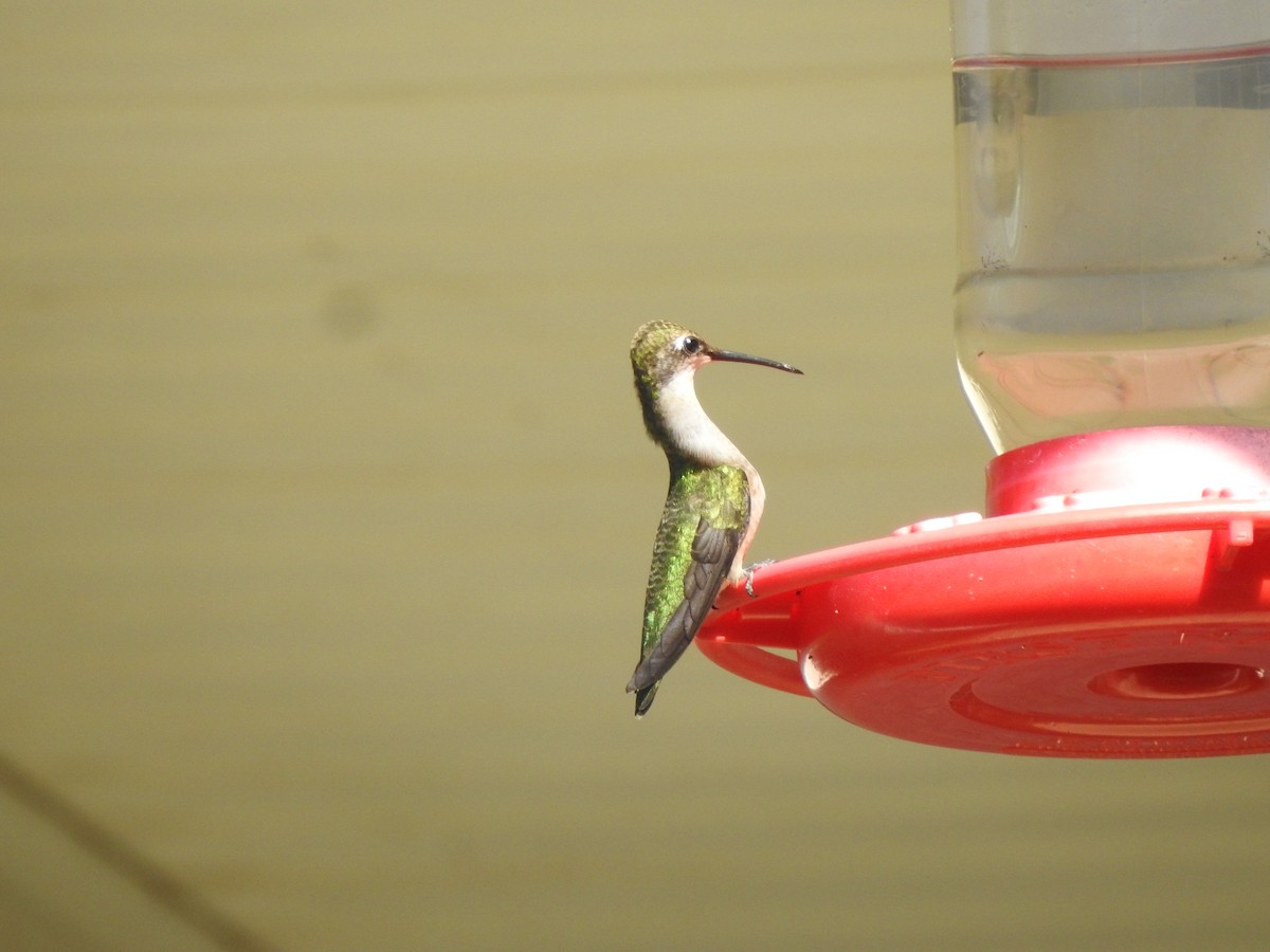 Ruby-throated Hummingbird - ML608996193
