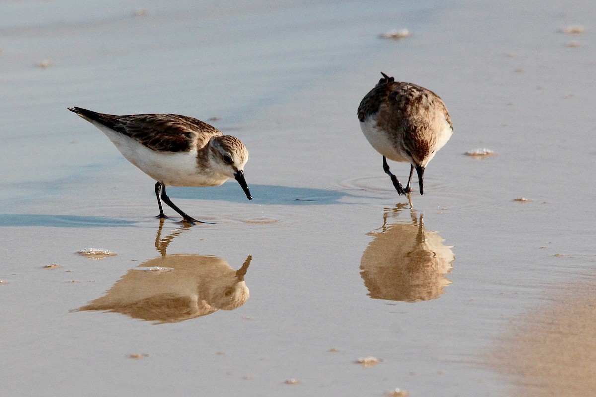 Red-necked Stint - Pauline and Ray Priest