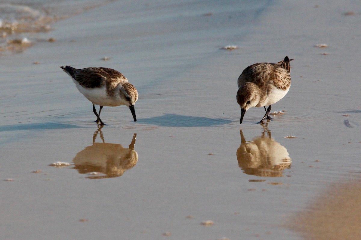 Red-necked Stint - Pauline and Ray Priest