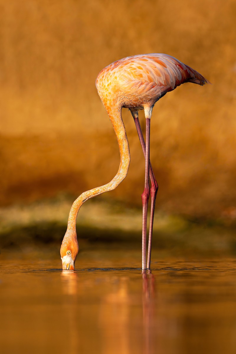 American Flamingo - ML608996217