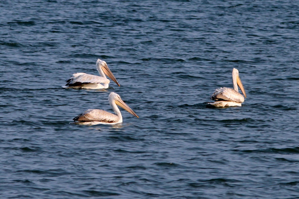 Dalmatian Pelican - ML608996265