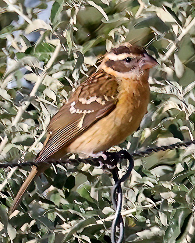 Cardinal à tête noire - ML608996339