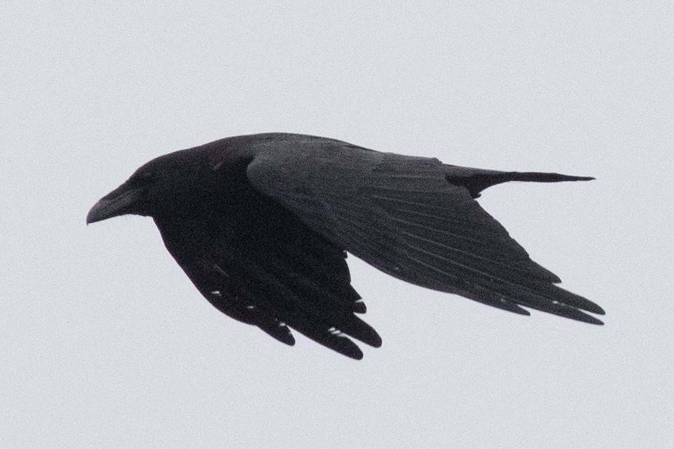 Common Raven - ML608996844