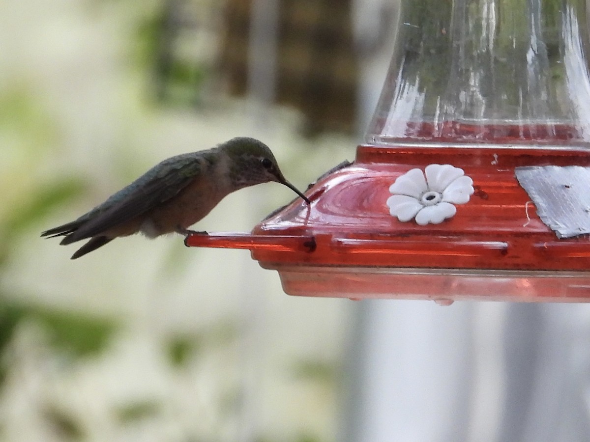 Broad-tailed Hummingbird - ML608996851