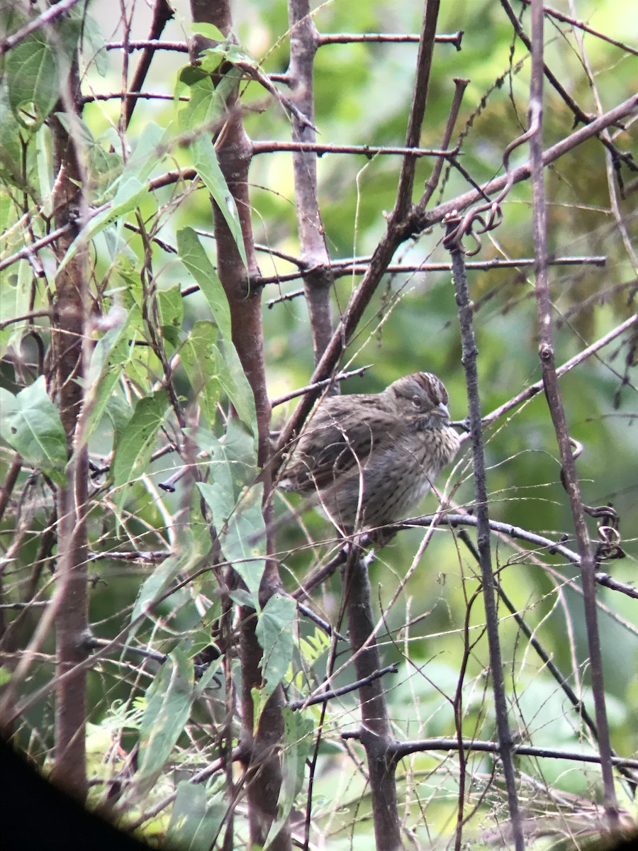 Lincoln's Sparrow - ML608996891