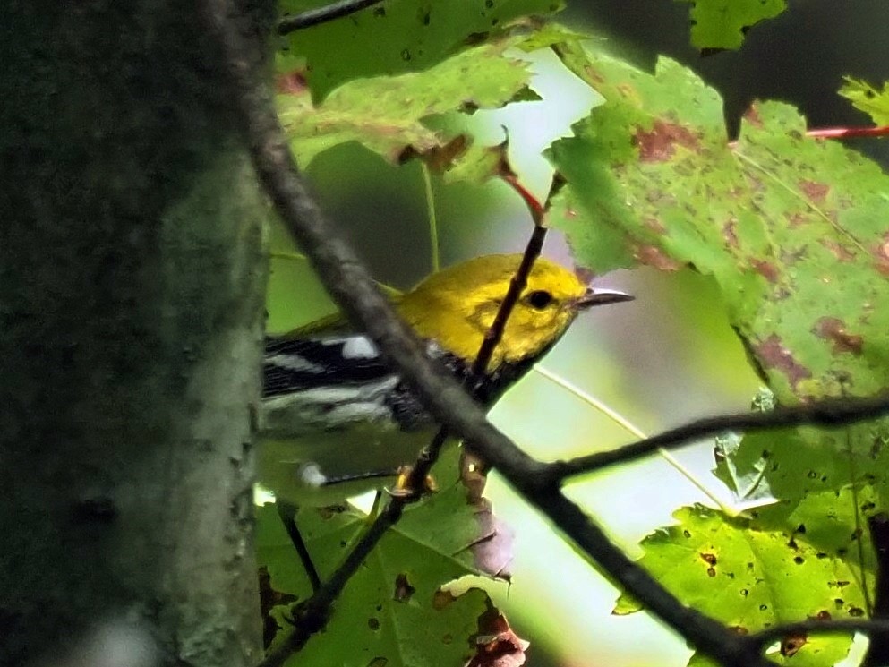 Black-throated Green Warbler - ML608996909