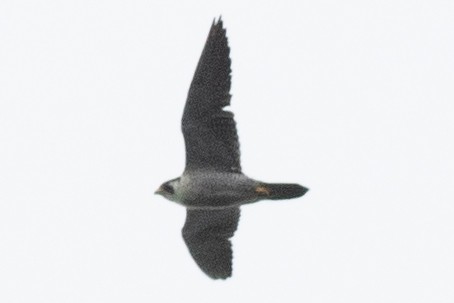 Peregrine Falcon - ML608996964