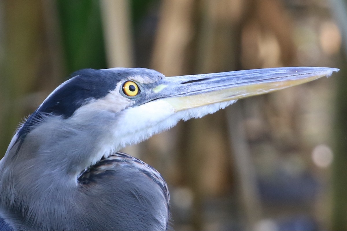 Great Blue Heron - ML608996998