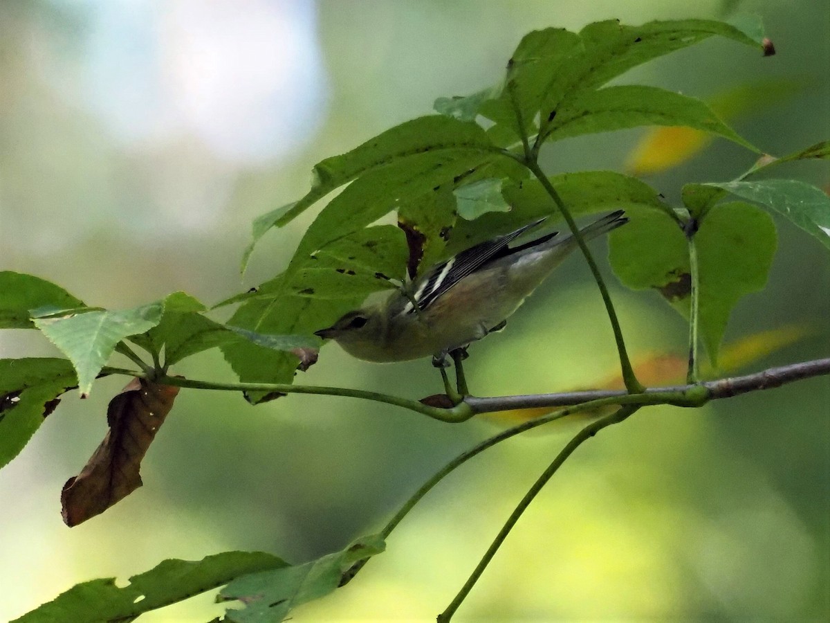 Bay-breasted Warbler - Sarah Preston