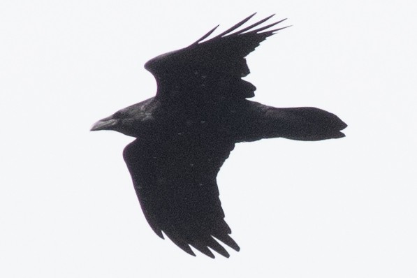 Common Raven - ML608997021