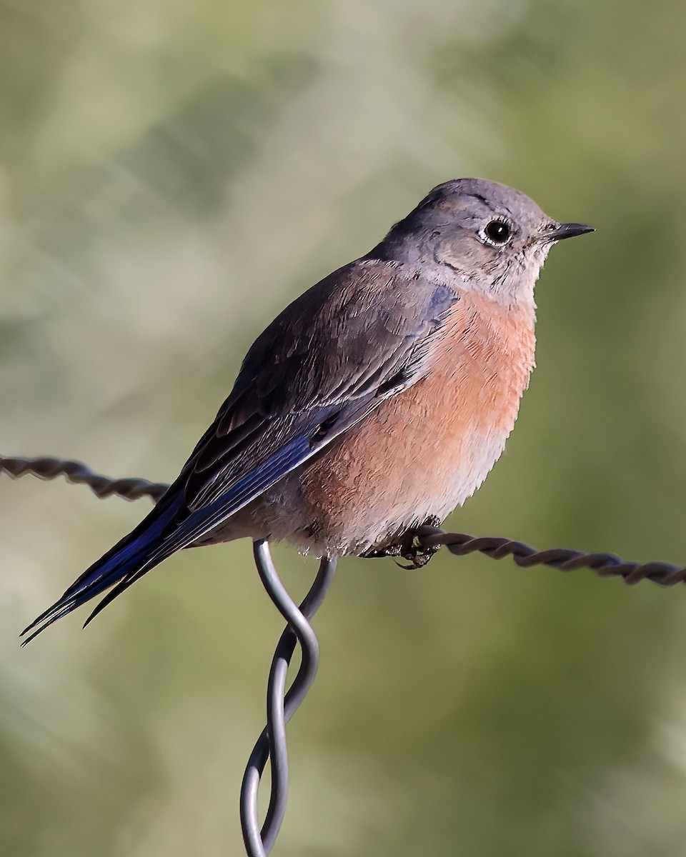 Western Bluebird - Jonathan Dowell