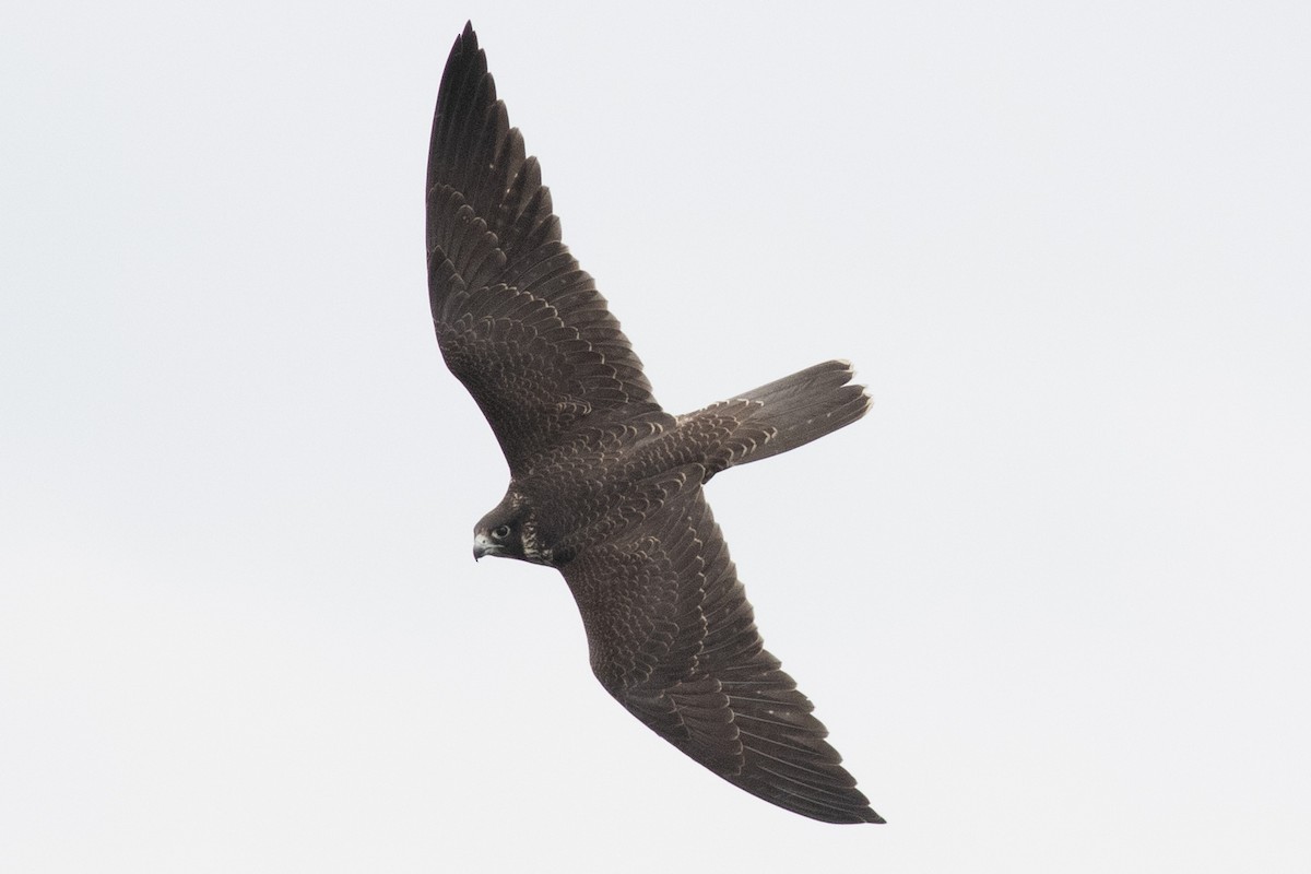 Peregrine Falcon - David Brown