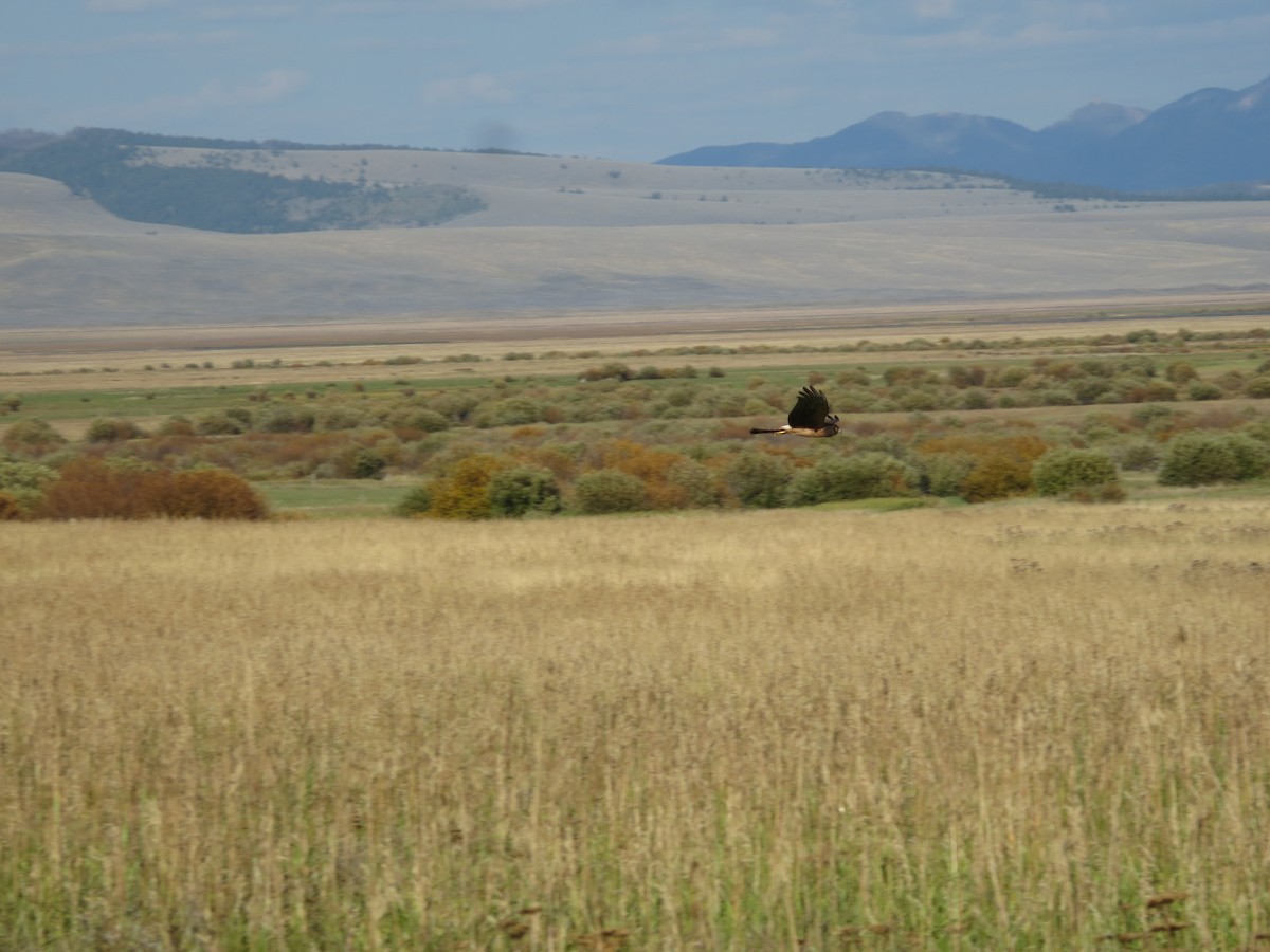 Northern Harrier - ML608997051