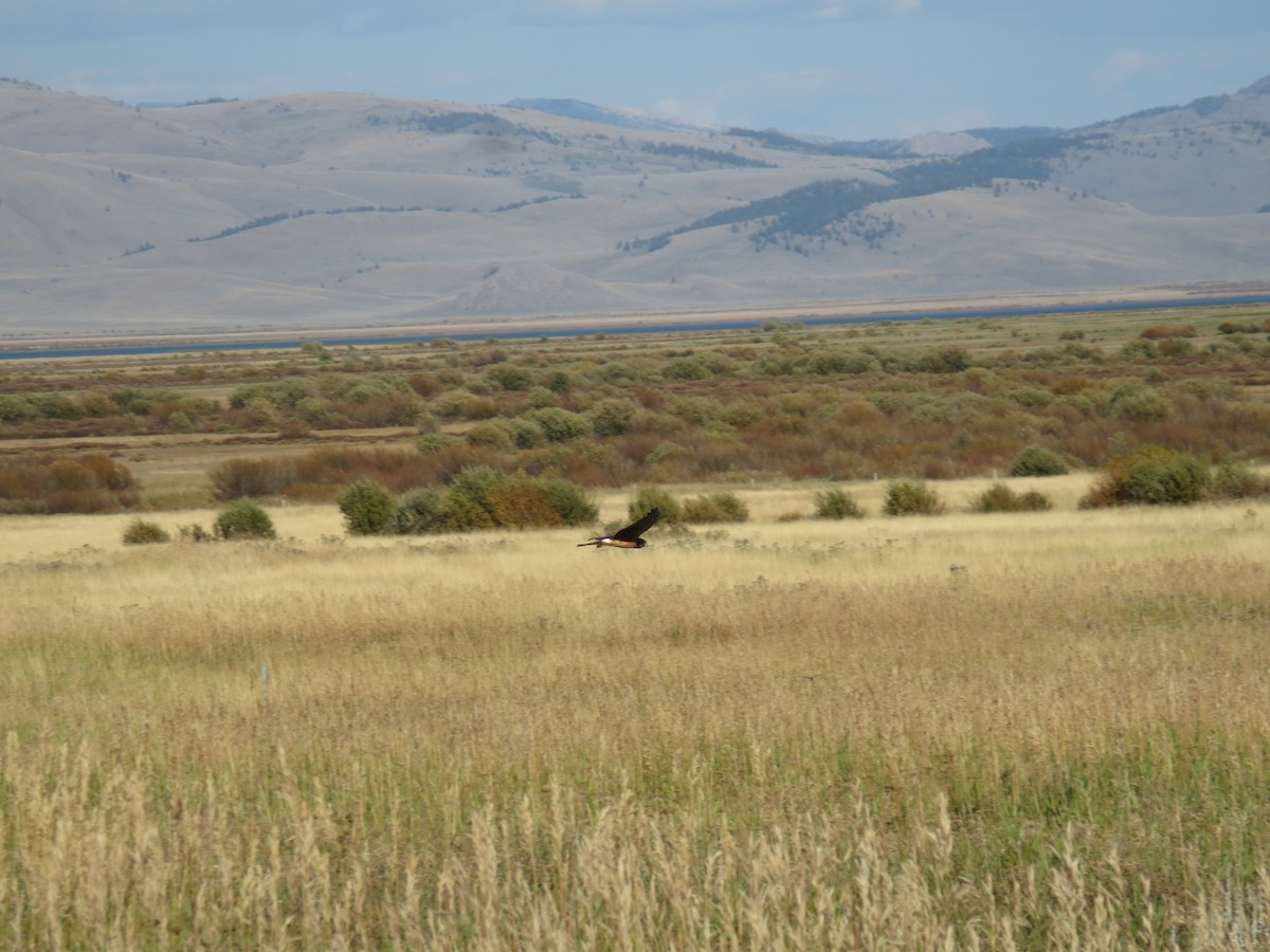 Northern Harrier - ML608997054