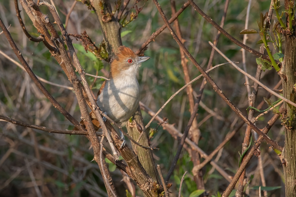 Great Antshrike - ML608997143