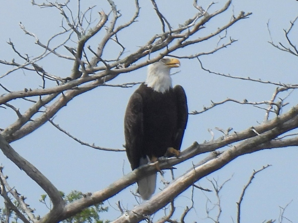 Bald Eagle - ML608997168