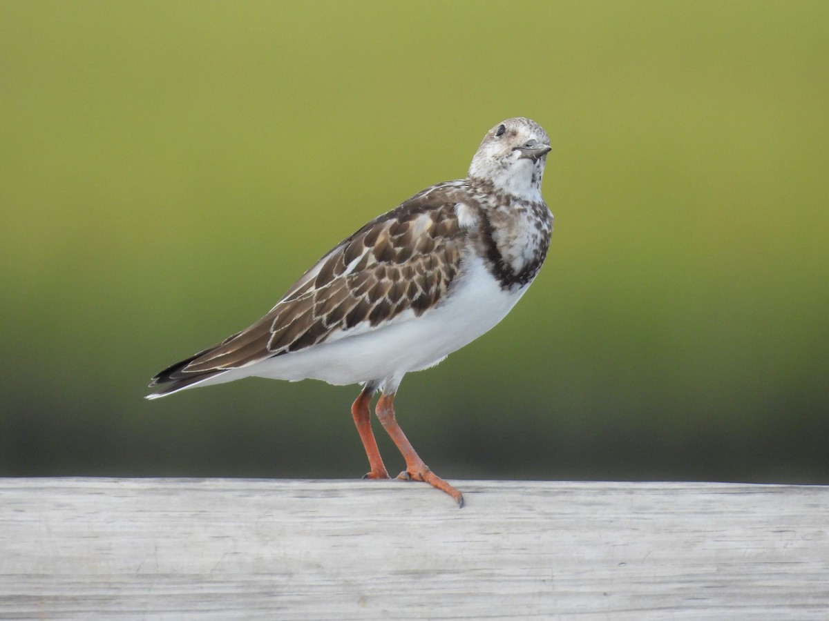 Ruddy Turnstone - ML608997272