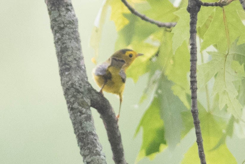 Wilson's Warbler - David Spence