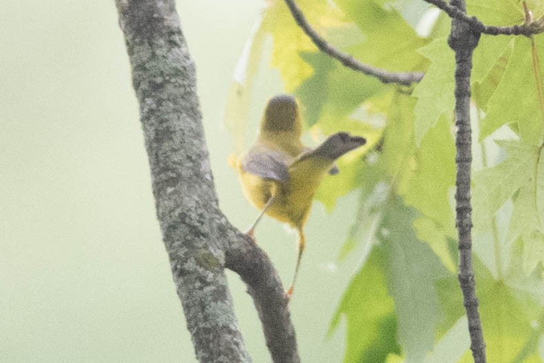 Wilson's Warbler - David Spence