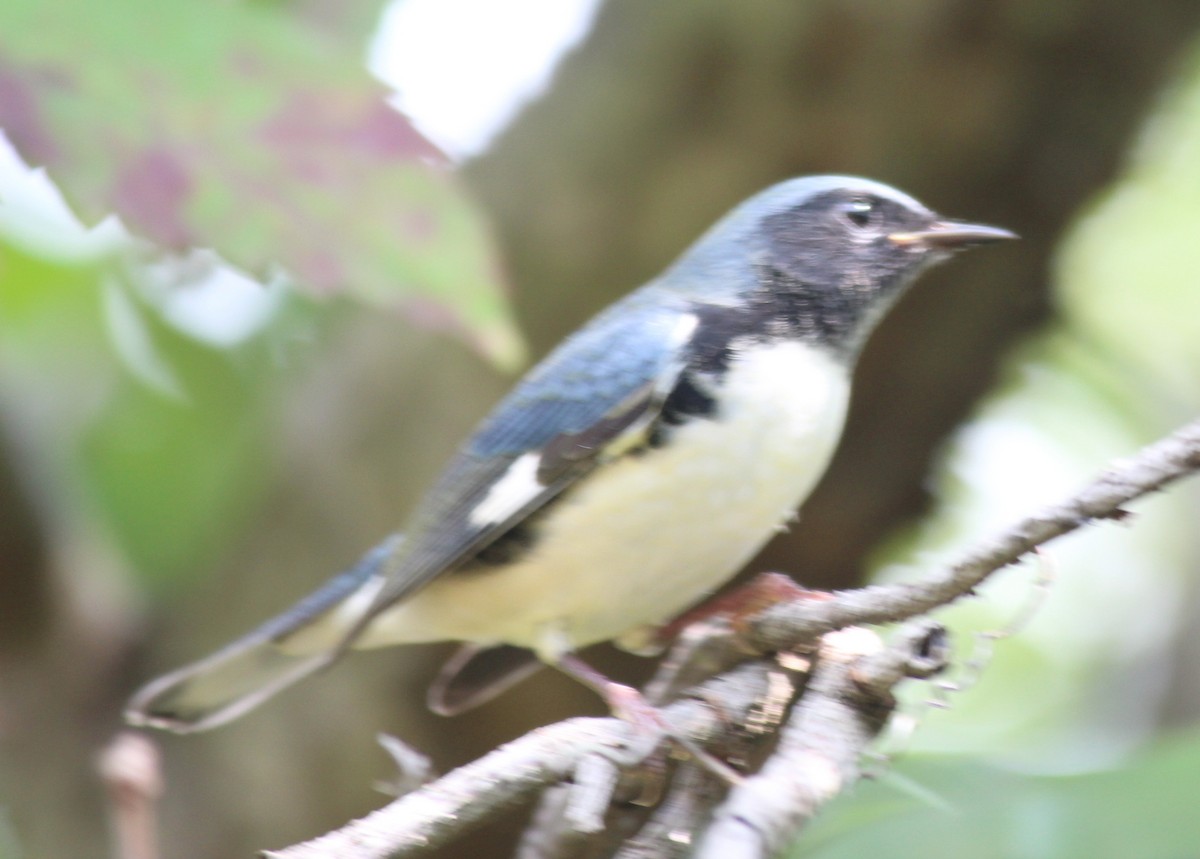 Black-throated Blue Warbler - ML608997304