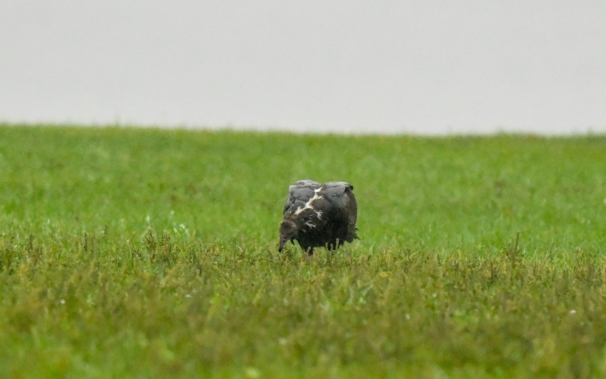 Turkey Vulture - ML608997306