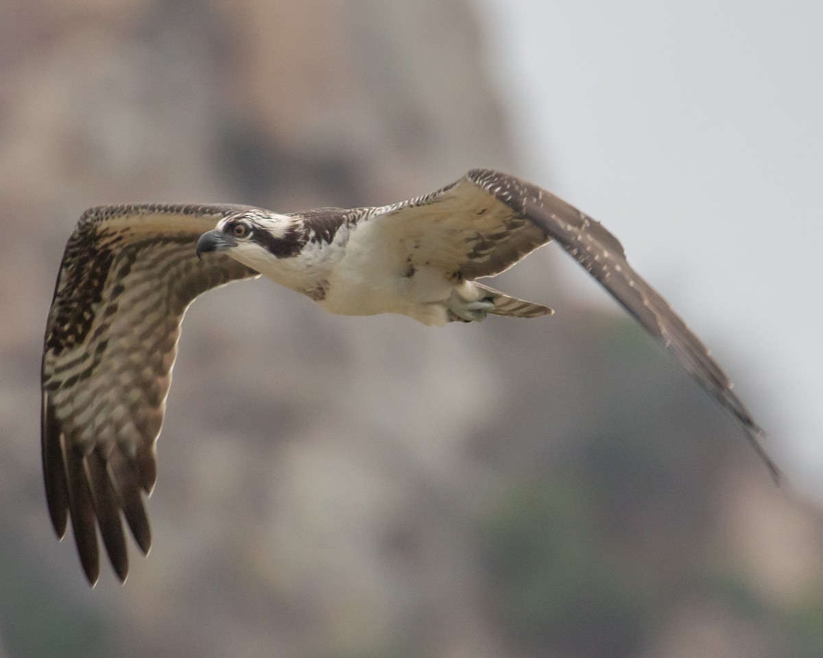 Osprey - Chris Tosdevin